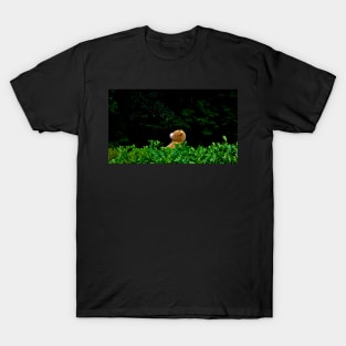 Todays the Day the Teddy Bears Have Their Picnic,ladymoose, T-Shirt